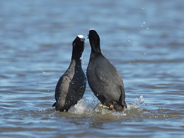 Nokikana, Eurasian Coot, Fulica atra